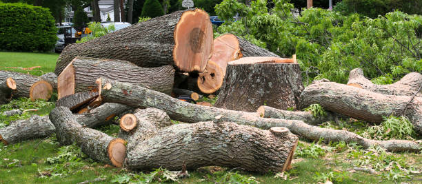 Professional Tree Services in East Brewton, AL